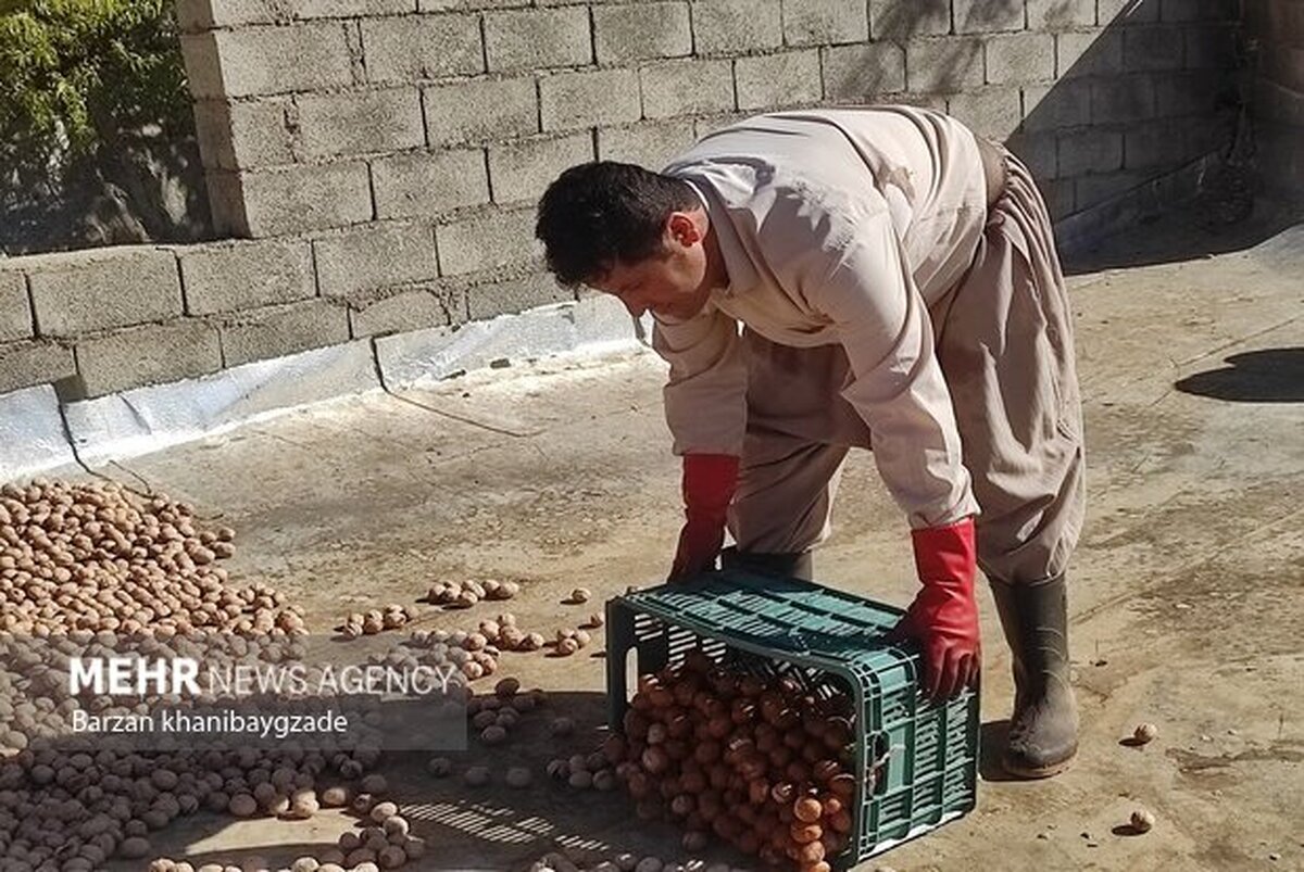 سالانه ۱۵۰۰ تن گردو در باغات ایلام برداشت می شود